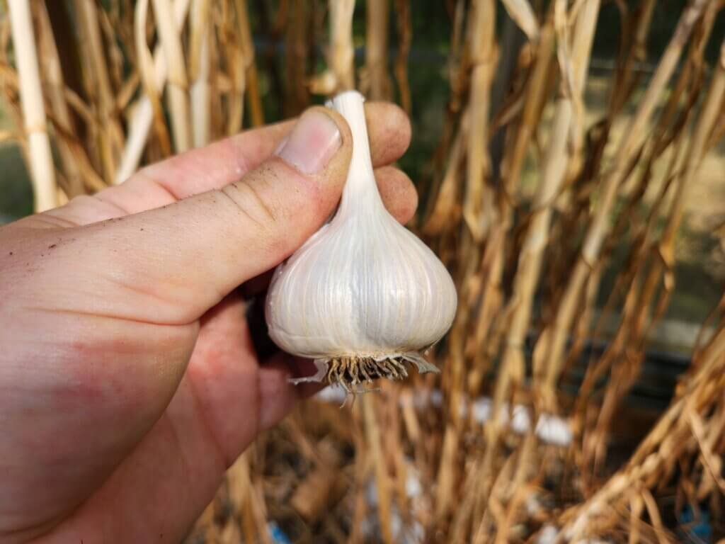 Trimmed and cleaned garlic ready for storage.