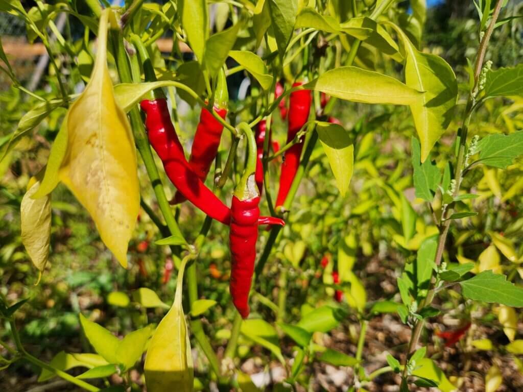 Cayenne Peppers