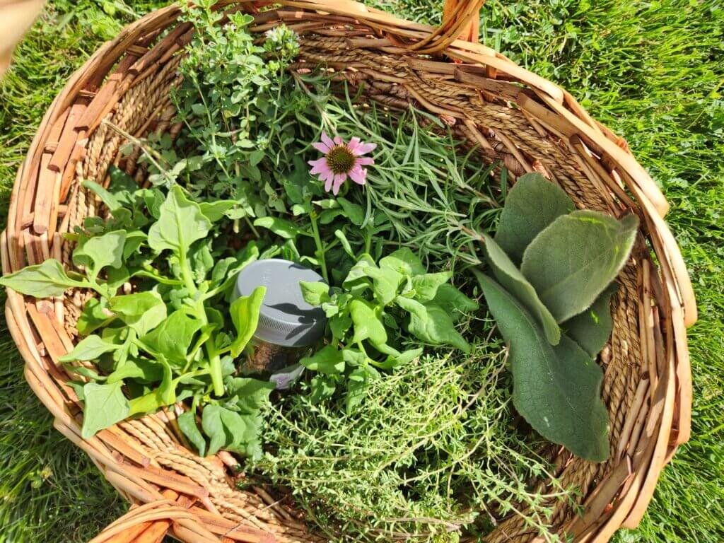 Fall Herb Basket with Echinachea Flower