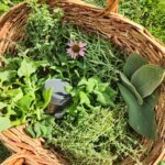 Fall Herb Basket with Echinachea Flower