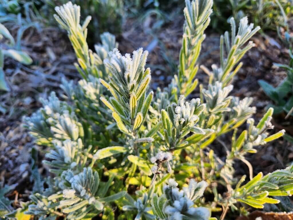 Frosted Covered Lavender