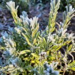Frosted Covered Lavender
