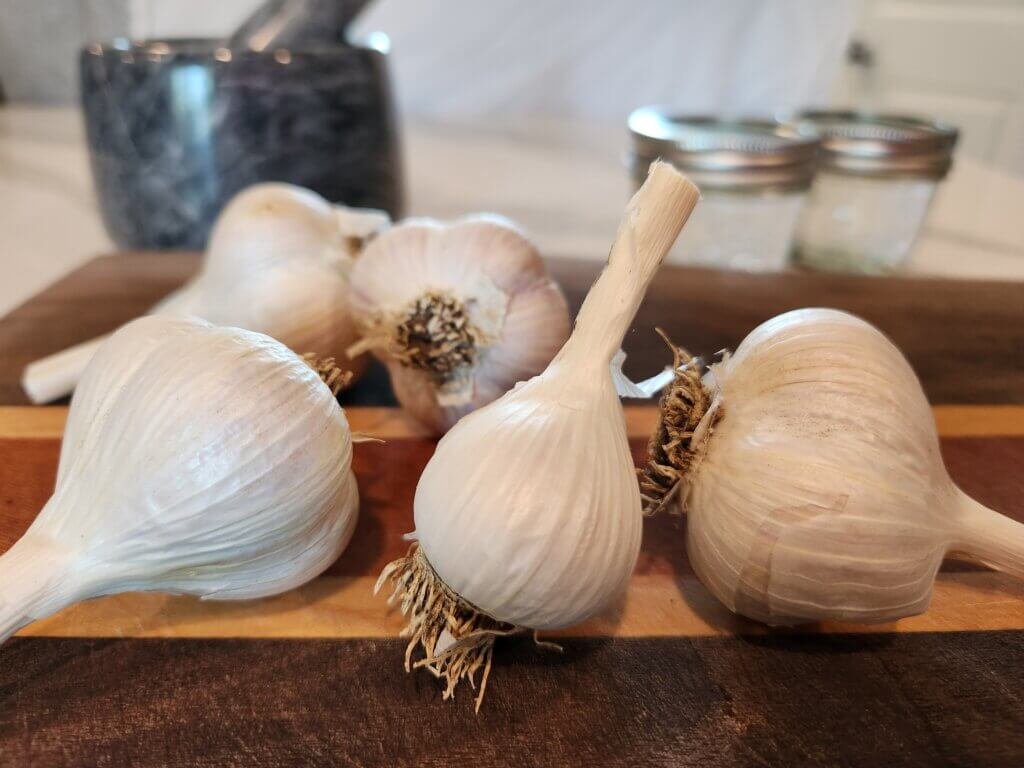 Garlic Bulbs with Mortar and Jars Ready in Background