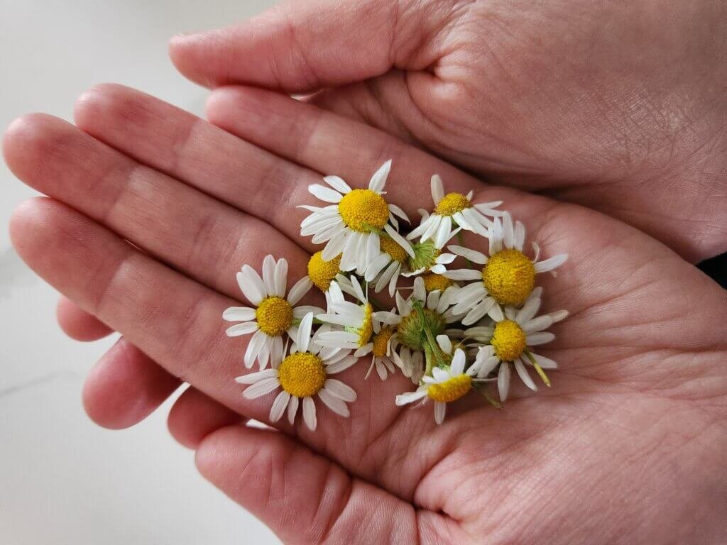 Holding Fresh Chamomile Flowers