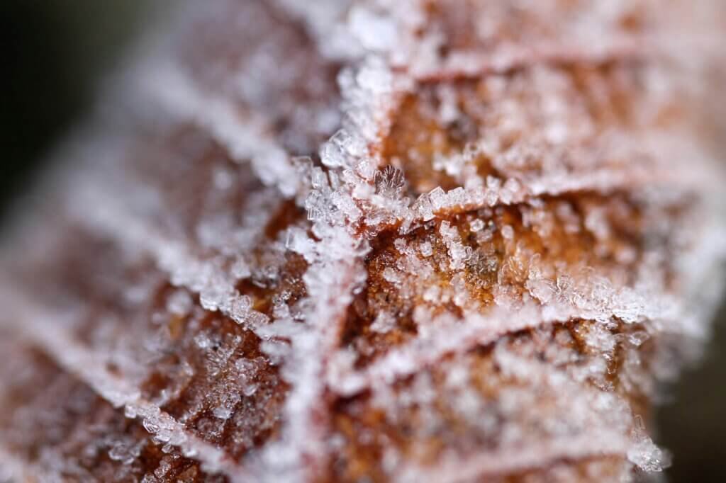 Leaf with Frost Close-Up