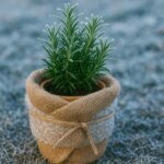 Rosemary in a Pot with Burlap and Bubblewrap to Protect from Frost