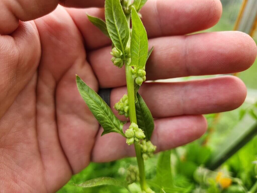 Spinach Plant Bolting with Developing Seed Clusters