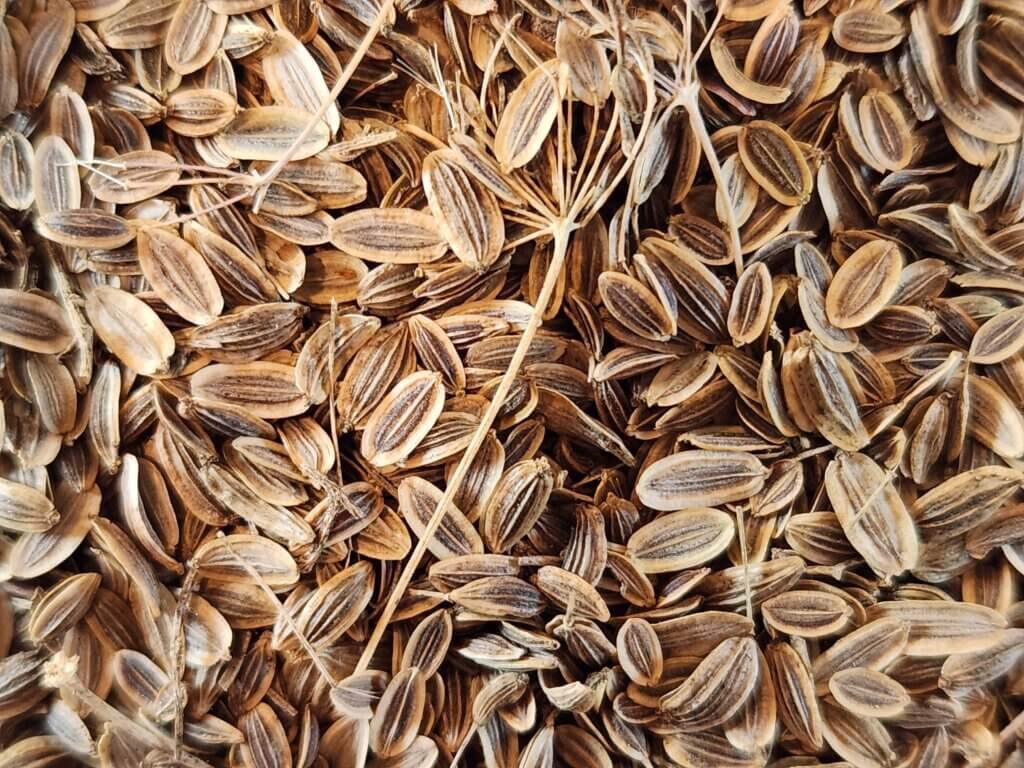 Closeup of Dill seeds