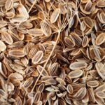 Closeup of Dill seeds