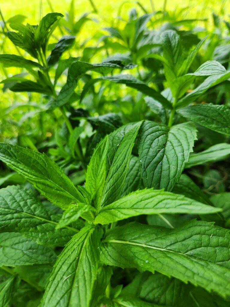 Fresh Mint Leaves Growing in a Lush Garden