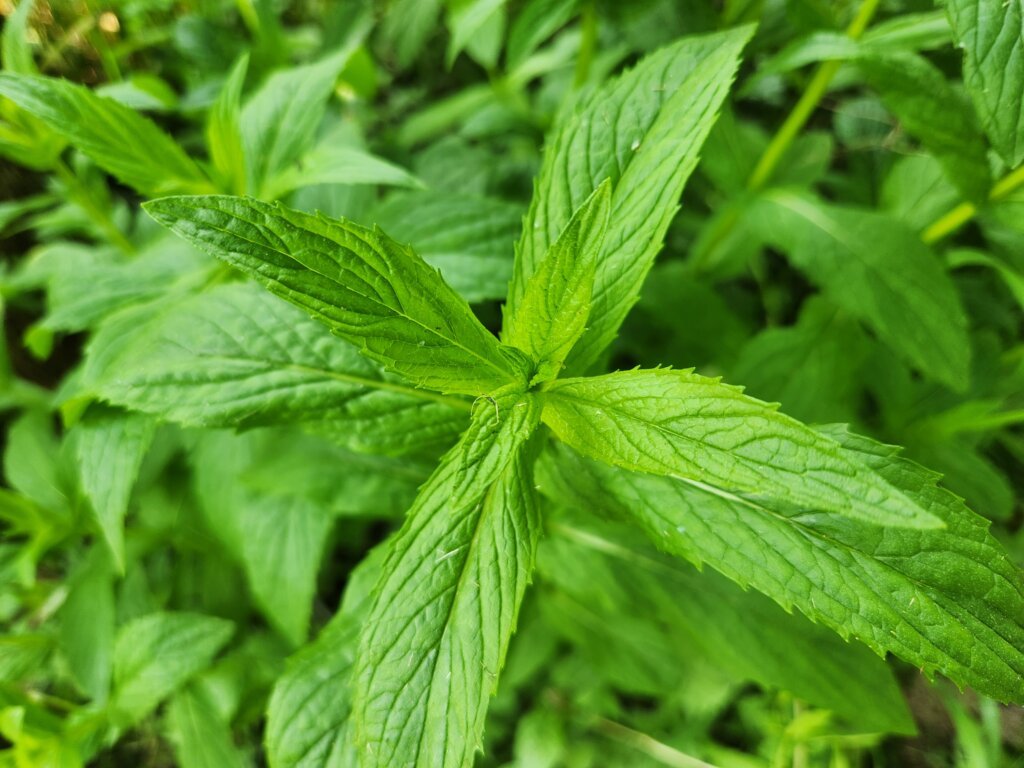 Fresh healthy mint plant growing in shade