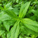 Fresh healthy mint plant growing in shade