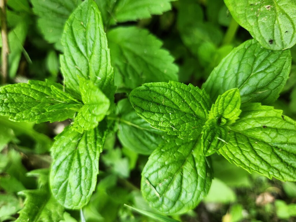 Healthy mint plants