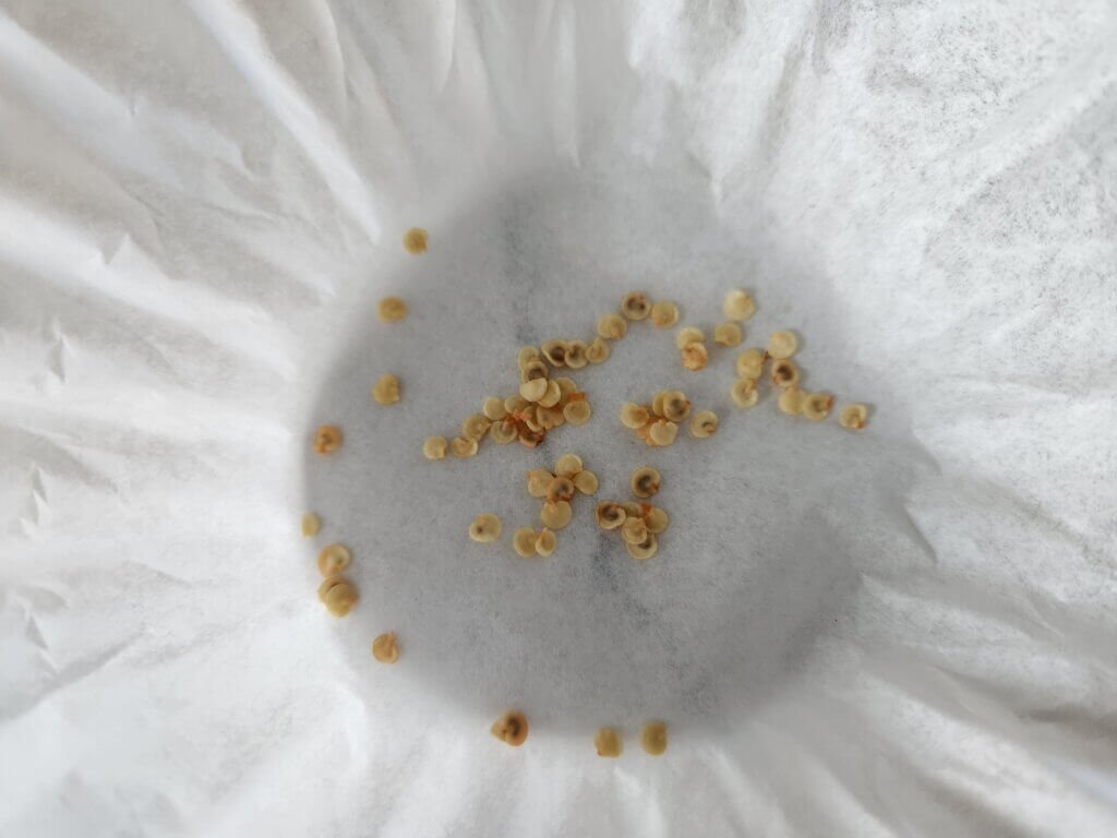 Jalapeno Pepper seeds in coffee filter to dry