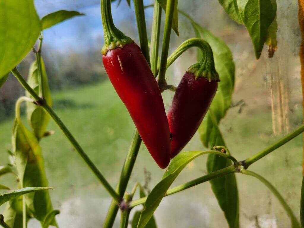 Ripe Jalapeno peppers on a pepper plant