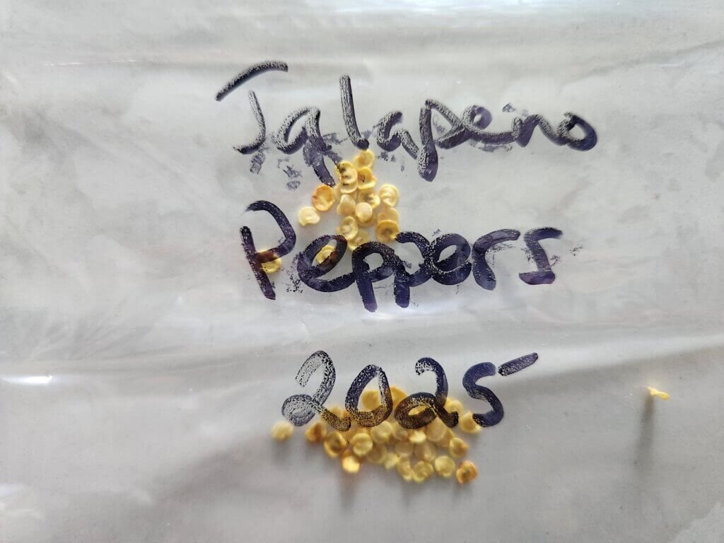 Storing dried jalapeno pepper seeds