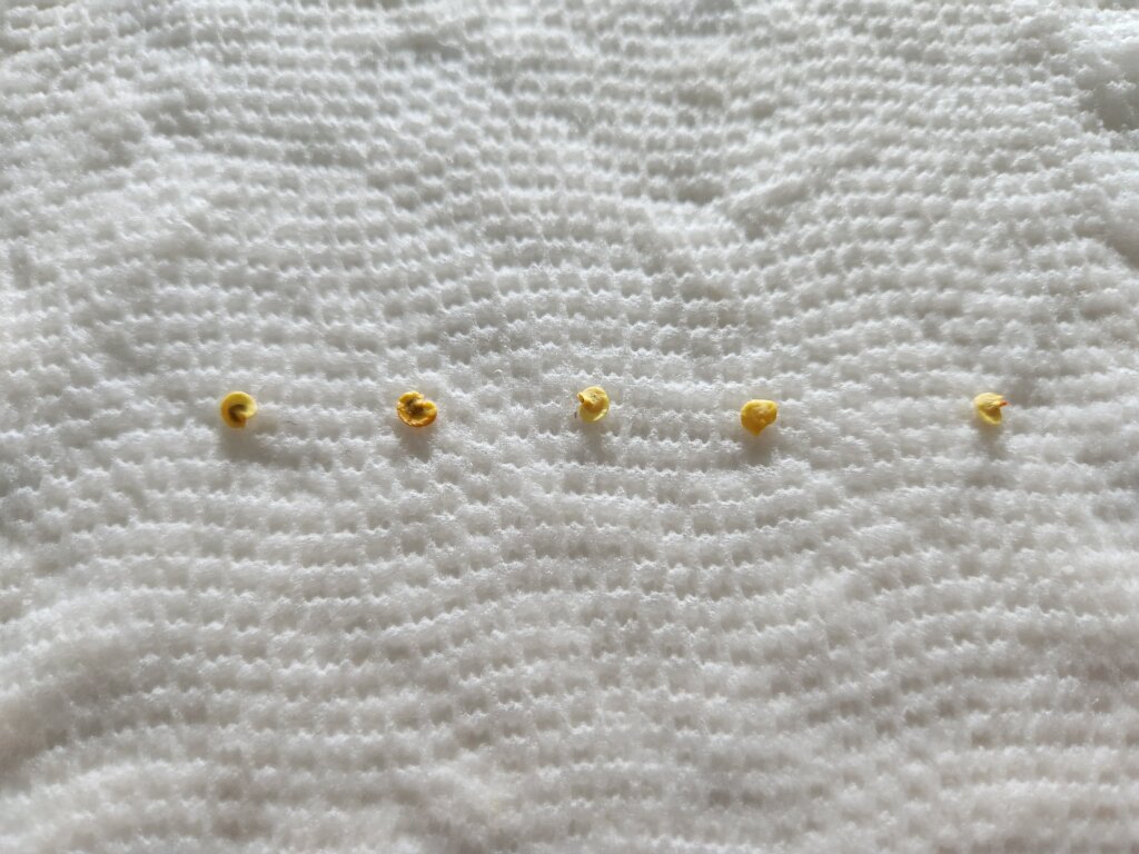 Testing pepper seed viability using paper towel