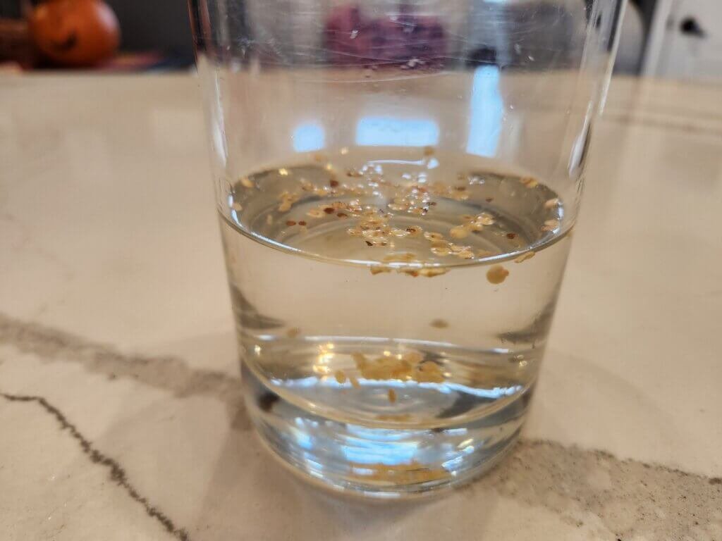 Viable pepper seeds sink to the bottom of a glass of water