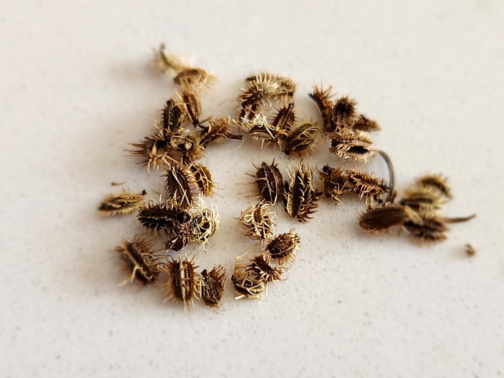 Close-up photo of dried carrot seeds on a white countertop, showing their spiky texture and natural brown coloring.