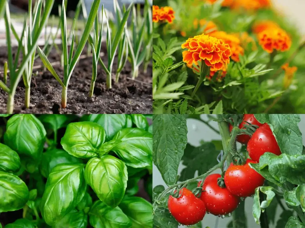 Four pictures in one showing the best companion plants for tomatoes. The pictures are tomatoes on a vine, marigold flowers, a basil plant, and growing garlic.