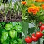 Four pictures in one showing the best companion plants for tomatoes. The pictures are tomatoes on a vine, marigold flowers, a basil plant, and growing garlic.