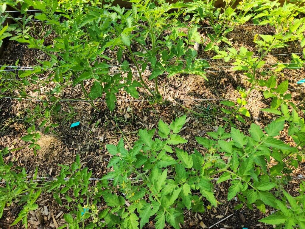 Healthy tomato plants growing in a lush raised garden bed.