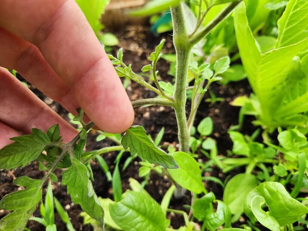 Tomato sucker emerging between a leaf branch and main stem.