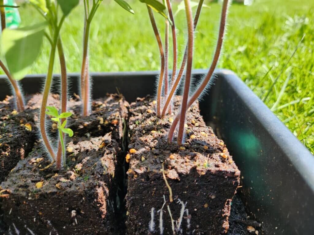 Tomato cutting showing healthy white roots after two weeks.