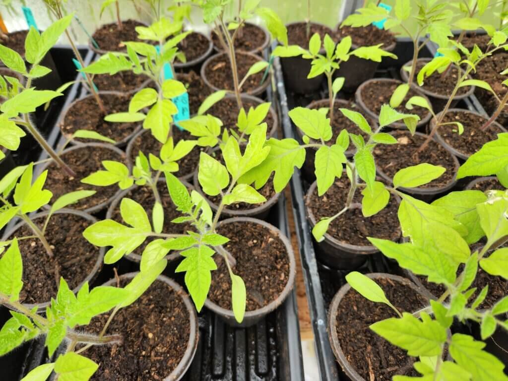 Tomato cuttings rooting in small pots of moist soil.