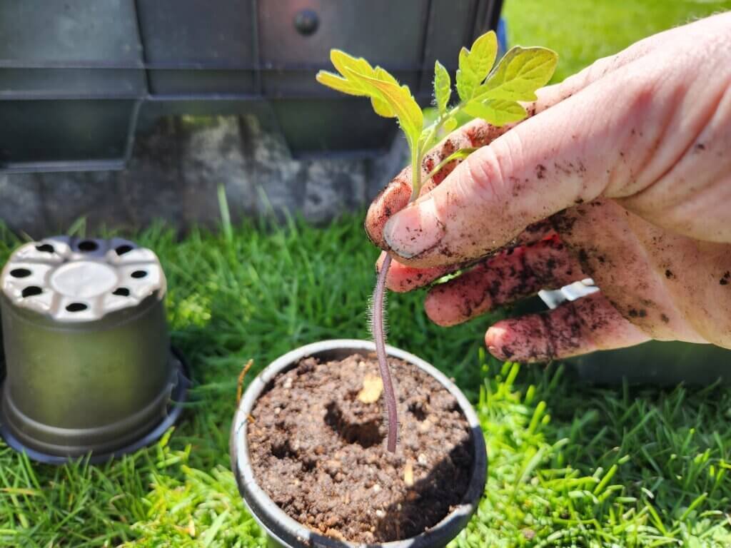 Tomato sucker ready for rooting in soil