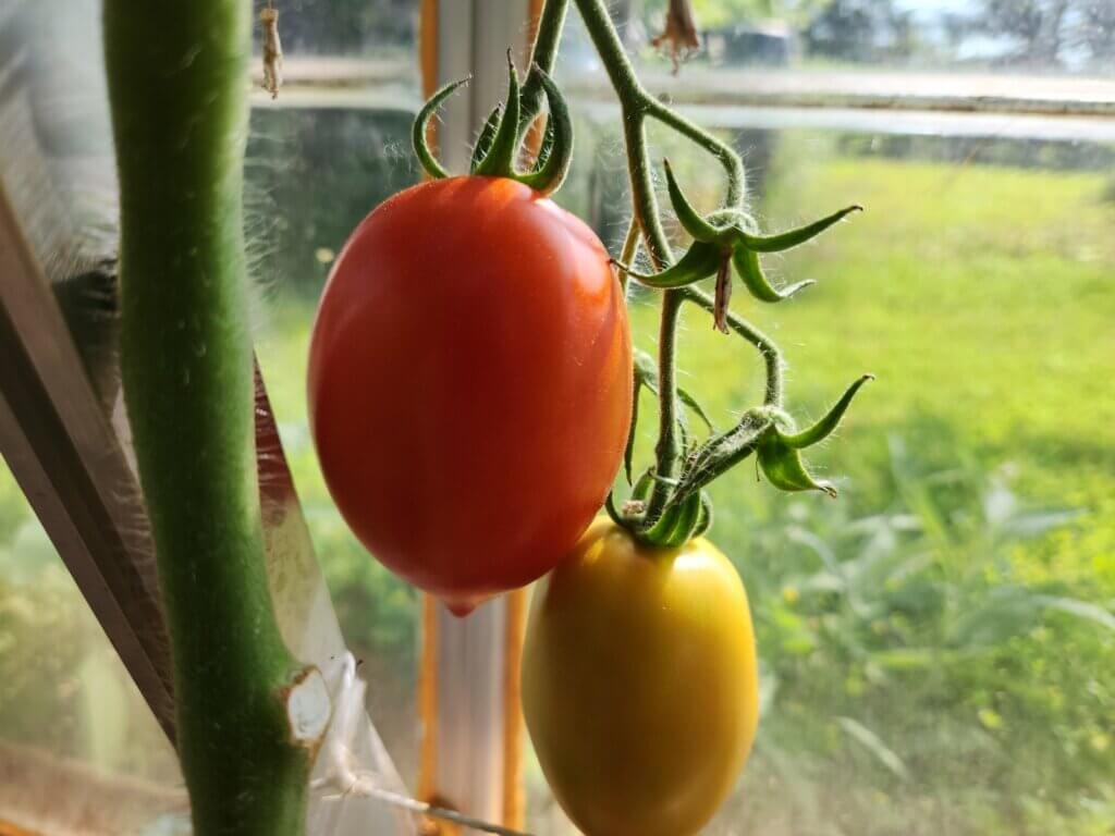 Clusters of tomatoes ripening on the vine in late summer sunlight.