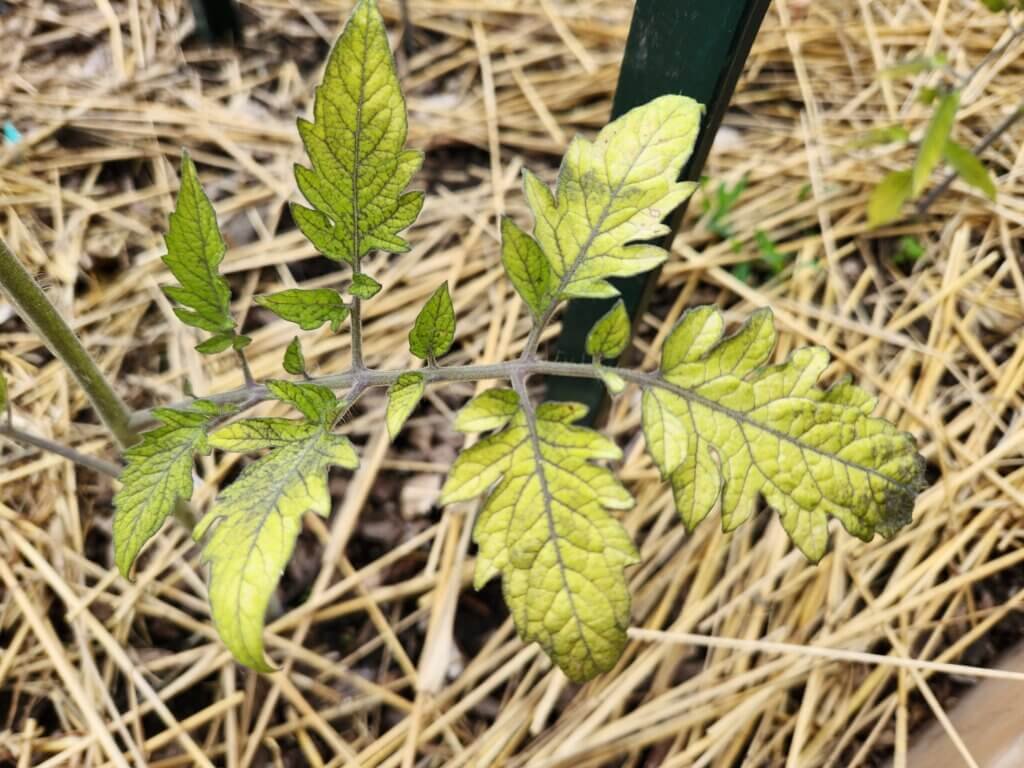Tomato leaves showing signs of blight and yellowing.