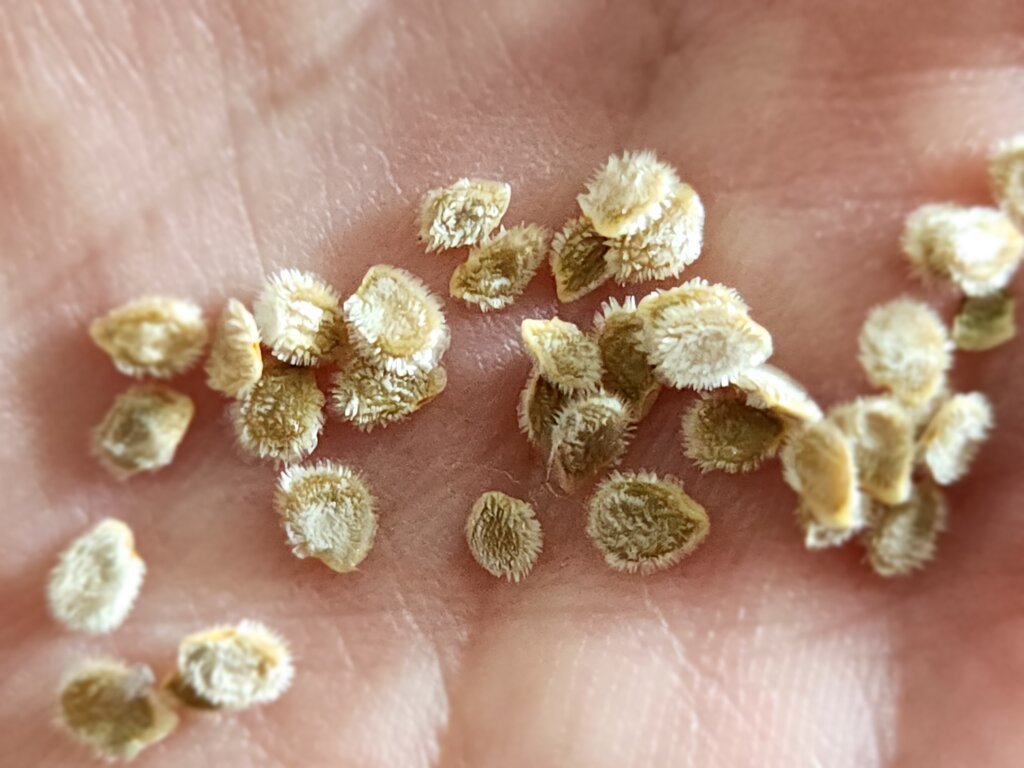 Close-up of dried tomato seeds in a hand, showing what fully cleaned and ready-to-store tomato seeds look like.