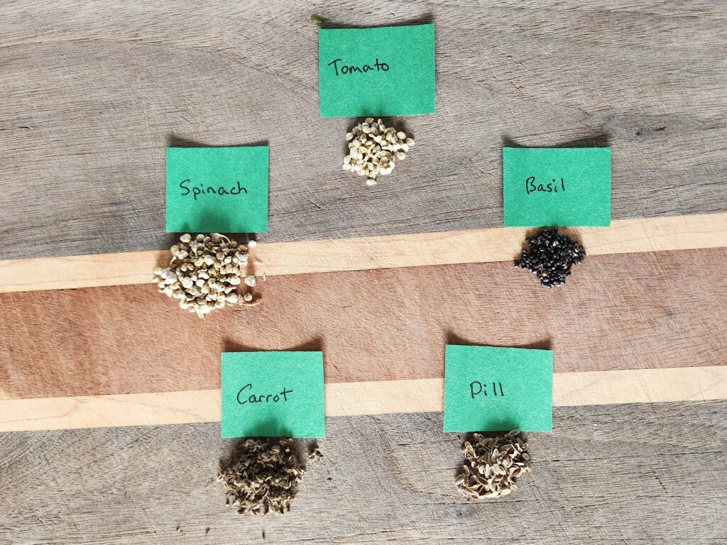 Five piles of saved seeds labeled tomato, spinach, basil, carrot, and dill arranged on a wooden board for easy seed saving.