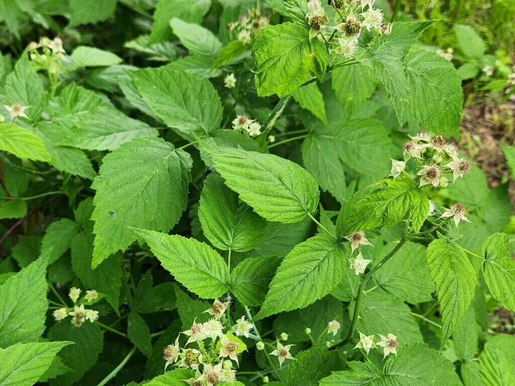 fresh raspberry leaves to use in tea