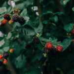 Black Raspberries Maturing from Red to Black