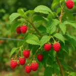 How to Grow Red Raspberries