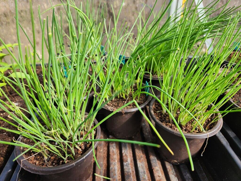 Onion seedlings growing indoors in pots after being started from seed in February for a Zone 5 garden