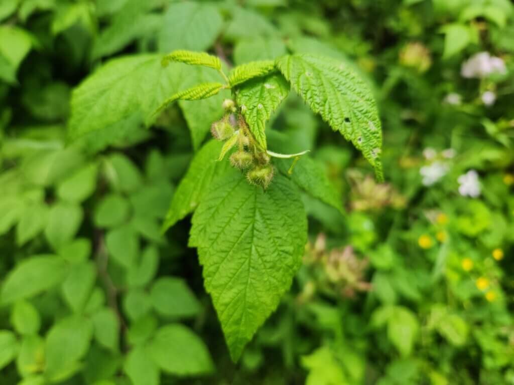 Raspberry Buds