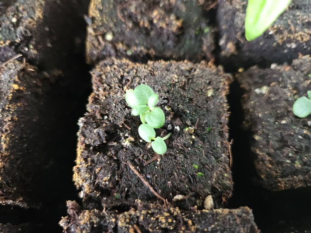 Young rosemary seedling growing indoors after being started from seed in February for a Zone 5 garden