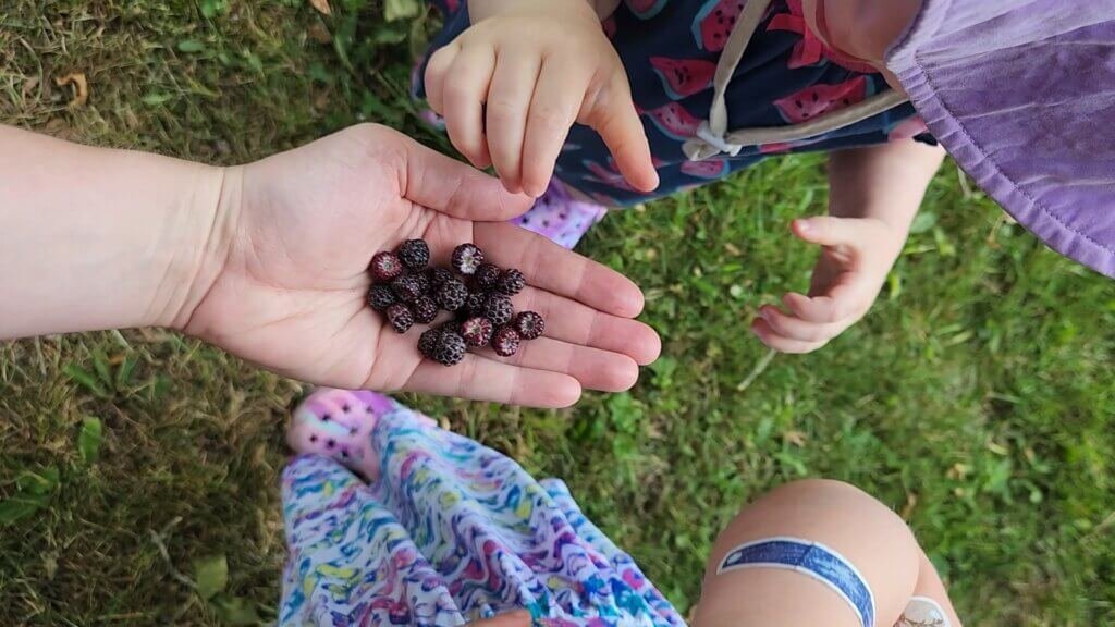 Wild Black Raspberries Being Eaten by Babies