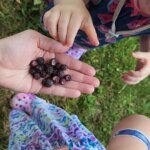 Wild Black Raspberries Being Eaten by Babies