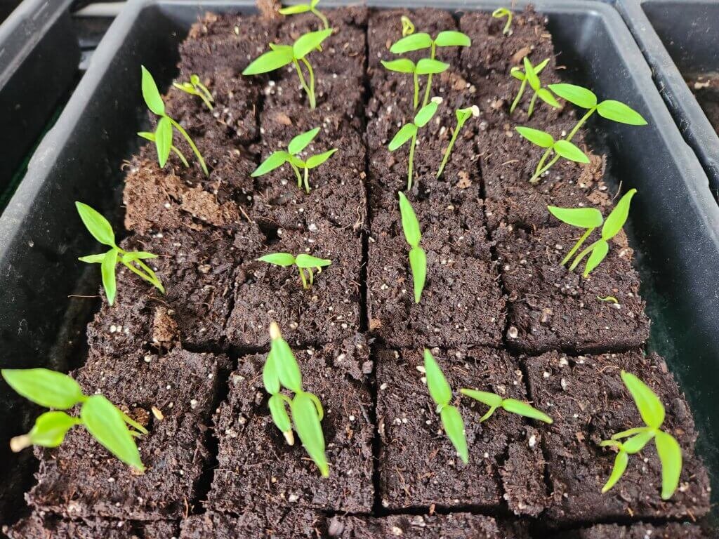 Young pepper seedlings growing indoors under grow lights in February for a Zone 5 garden
