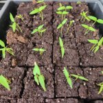 Young pepper seedlings growing indoors under grow lights in February for a Zone 5 garden