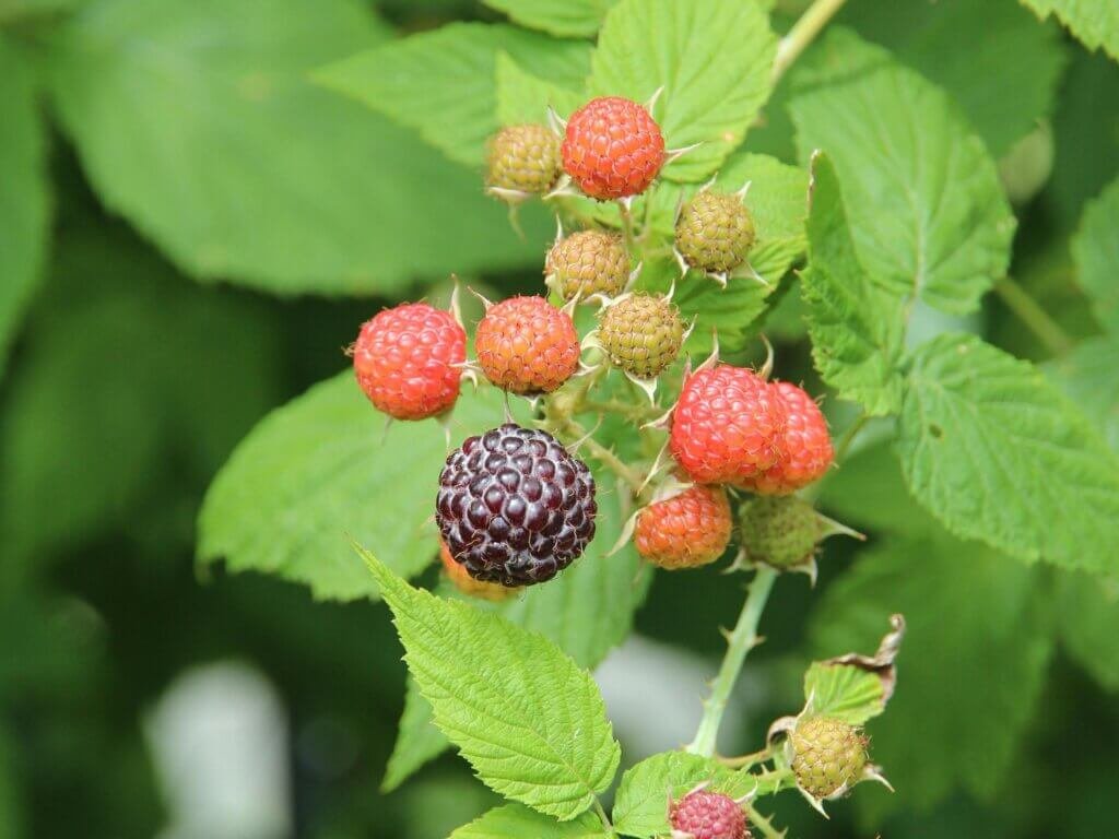 pexels-zoosnow-black raspberries