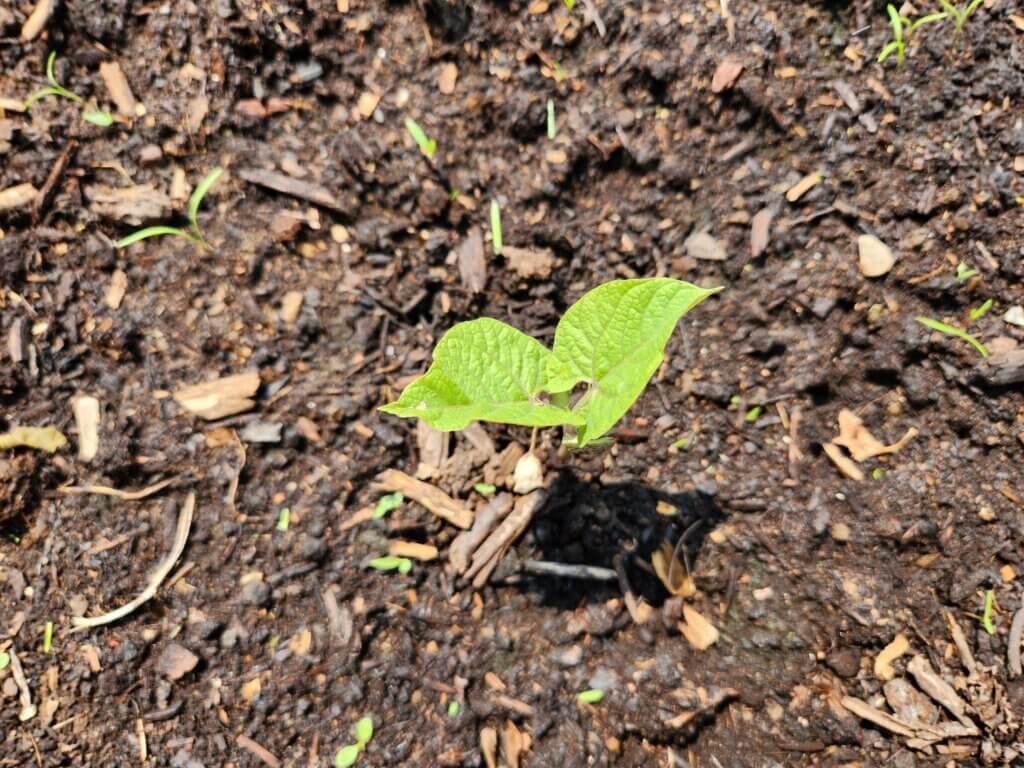 Black Bean Plant