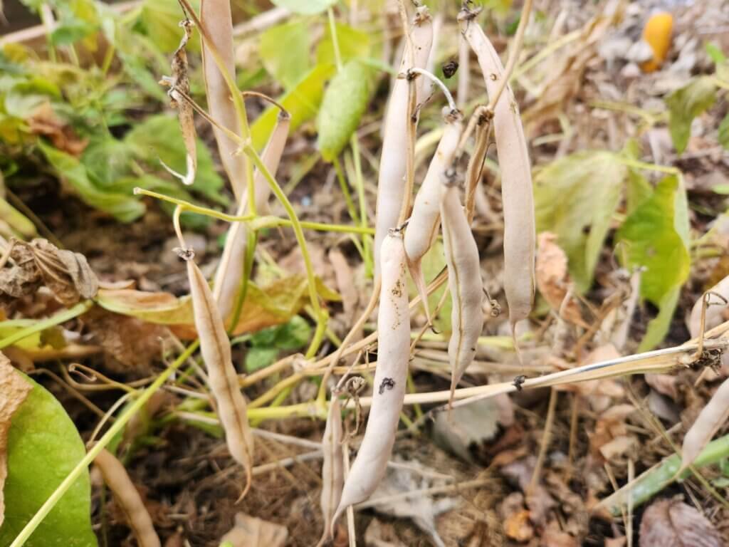 Dried Black Beans on the Plant Ready to Harvest
