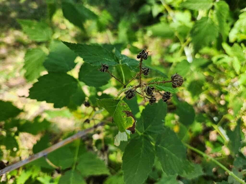 Dried Out Raspberry Buds