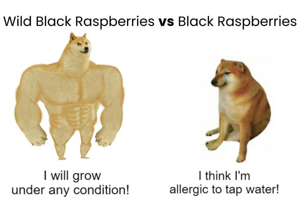 Wild vs Cultivated Black Raspberries in Popular Meme