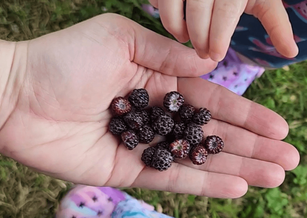 Wild Black Raspberries Picked